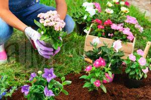 Planta flores en el jardín para dar color