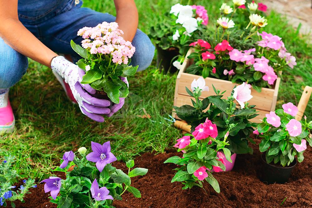 Planta flores en el jardín para dar color